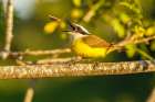 Brazil-Pantanal Kiskadee feeding Art Print